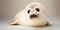 Baby harp seal on white background. Adorable cuddly cute seal.