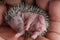 Baby hedgehog