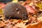 baby hedgehog climbing over autumn leaf pile, with hazelnut in its mouth