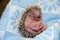 Baby Hedgehog (Erinaceus roumanicus)