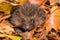 baby hedgehog in a pile of crisp autumn leaves, with its quills visible