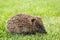 Baby hedgehog searching for food on lawn