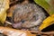 a baby hedgehog snuggled between the leaves and twigs, its quills still soft