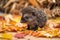 baby hedgehog standing tall on pile of autumn leaves, with its quills fully uncurled
