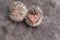 Baby hedgehogs.Newborn two hedgehogs on gray fur. African white-bellied hedgehog.
