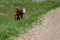 A baby Hereford calf standing alone in grass in Saskatchewan, Canada
