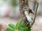 Baby heron bird sitting on tree branch after fell off from nest on top of a tree