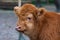 Baby highland cow with a reddish hair watch straight in the camera near in the Zoo.