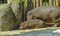 Baby hippo and his mom at zoo