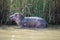 Baby hippo at the Isimangaliso wetland park, South Africa