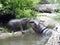 Baby Hippo with mother