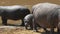 Baby hippo staying close to its mother in masai mara, kenya