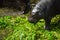 Baby Hippopotamus eating green grass