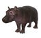 Baby Hippopotamus Isolated