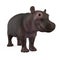 Baby Hippopotamus Isolated