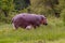 Baby Hippopotamus Just Born