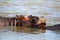 A baby Hippopotamus rests on its mother`s back