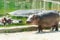 Baby hippopotamus at zoo closeup