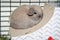 Baby Holland Lop Bunny Rabbit Blue Tort Color