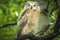 Baby Horned Owl