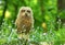 Baby horned owl in flowers