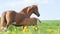 A baby horse drinks the milk of its red mare mother. Horses are resting on the farm