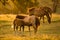 Baby Horse Feeding