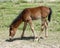 Baby Horse in Kalajun Grassland