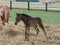 Baby horse newborn colt foal