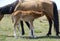 Baby Horse Suckling in Kalajun Grassland