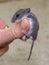 A baby house mouse draped over a human thumb.