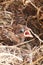 Baby house sparrow close up