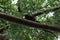 Baby Howler Monkey on a branch,