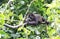 Baby Howler Monkey eating tender leaves.