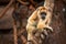 Baby howler monkey at the John Ball Zoo in Grand Rapids Michigan