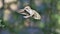 The Baby Hummer - hummingbird nature wings -