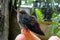 Baby Hummingbird - Costa Rica