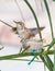 Baby Hummingbird ready to leave the nest