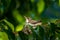 Baby hummingbird still in the nest