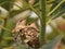 Baby hummingbirds in nest