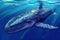 Baby humpback whale in blue water, animals, marine life