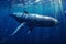 A baby humpback whale plays near the surface in blue sea, animals, marine life