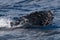 Baby humpback whale spyhopping near Lahaina in Hawaii.