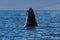 Baby humpback whale spyhopping near Lahaina in Hawaii.