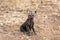 Baby hyena alone  in South Africa