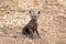 Baby hyena alone  in South Africa