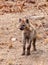 Baby Hyena after a night feeding