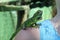 Baby Iguana on a shoulder.