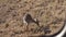 Baby Impala aka Calf Eating Grass in Pasture of African Savanna, Close Up