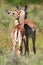 Baby Impala Antelope